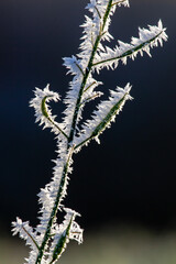 plants in winter occupied with ice crystals in sunlight