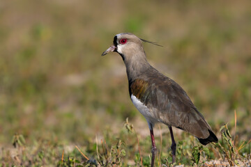 Southern Lapwing standing in the field, closeup portrait