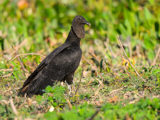 Black Vulture standing on green grass, closeup portrait