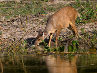 Marsh Deer drinking water from the pond