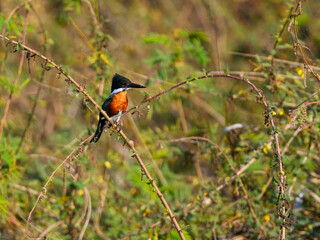 Green Kingfisher perched on branch, Pantanal, Brazil