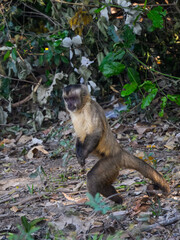 Black-striped Tufted Capuchin walking in Pantanal, Brazil