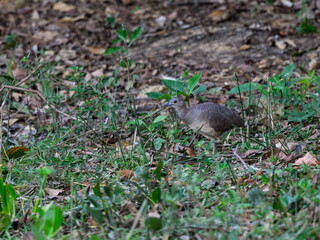 Undulated Tinamou walking, Pantanal, Brazil
