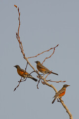 Picturesque American Robins in a Winter Tree
