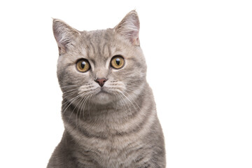 Portrait of a pretty silver tabby british shorthair cat looking at the camera isolated on a white...
