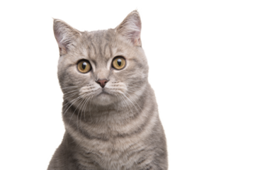 Portrait of a pretty silver tabby british shorthair cat looking at the camera isolated on a white background