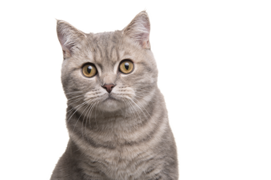 Portrait of a pretty silver tabby british shorthair cat looking at the camera isolated on a white background
