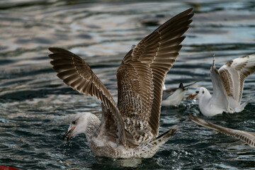 seagull on the sea
