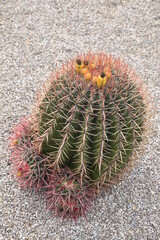 Cactus boule au jardin