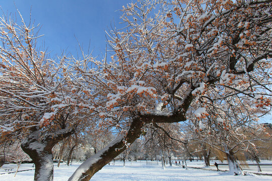 Cherry trees in Boston Public Garden after snow storm, Boston, Suffolk County, Massachusetts, USA