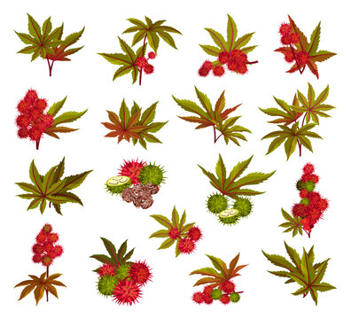Ricinus or Castor Oil Plant with Green Palmate Leaves and Red Fruit Big Vector Set
