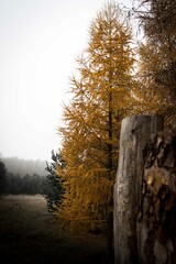 autumn in the forest