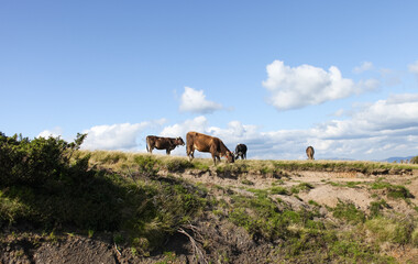 Obraz premium Cow in the mountains