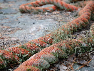 an old orange rope growing moss and lichen