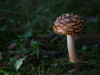 mushroom in the forest