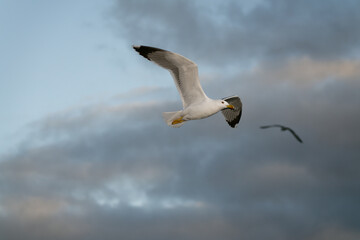 seagull in flight