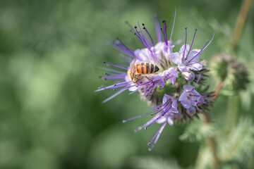 Anthophila bee collects nectar from blooming flowers in a summer field.