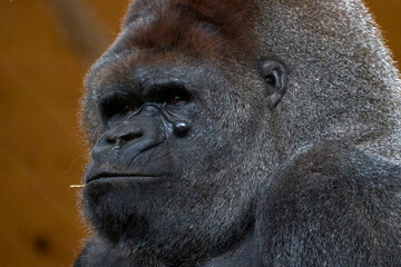 Obraz premium Beautiful side close portrait of a silverback gorilla with a branch in its mouth in the cabarceno nature park, in Cantabria, Spain, Europe