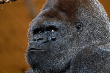 Obraz premium Beautiful side close portrait of a silverback gorilla with a branch in its mouth looking at camera in the nature park of Cabarceno, in Cantabria, Spain, Europe