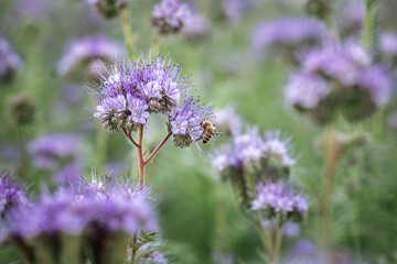 Anthophila bee collects nectar from blooming flowers in a summer field.
