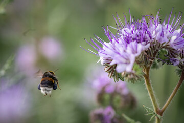 Anthophila bee collects nectar from blooming flowers in a summer field.