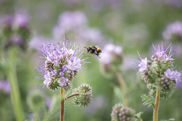 Anthophila bee collects nectar from blooming flowers in a summer field.