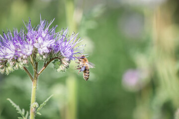 Anthophila bee collects nectar from blooming flowers in a summer field.