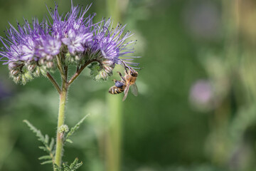 Anthophila bee collects nectar from blooming flowers in a summer field.