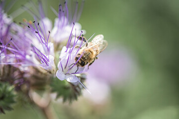 Anthophila bee collects nectar from blooming flowers in a summer field.