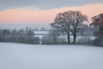 Pink and blue sunset over snowy field with line of bald trees and bushes in winter, Schleswig-Holstein, Northern Germany
