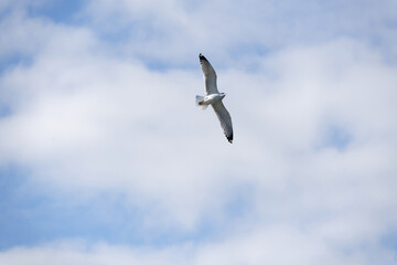 seagull in flight