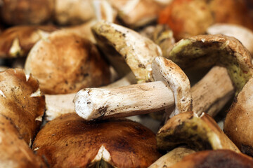Boletus edulis on a table made of brown boards preparation for eating.