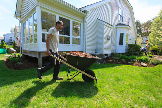 Landscapers clearing weeds at a home garden and carrying them away in a wheelbarrow