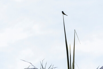The White-throated Kingbird also known as Suiriri perched on the branches of a tree. Species Tyrannus albogularis. Animal world. Birdwatching. Yellow bird. Flycatcher.