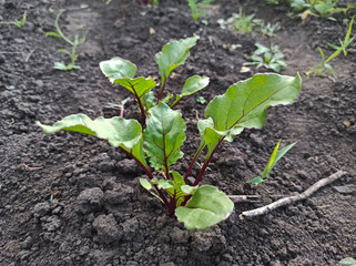 Young seedlings of red beet in the garden.
