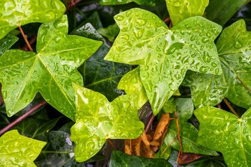 Fresh green leaves with raindrops. Water drops or raindrops on leaves of green plants in the garden. Natural background. Rainy season.