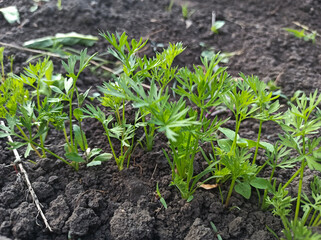 Young carrots in the garden.