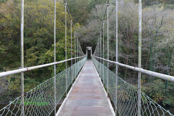 Hanging bridge in the forest