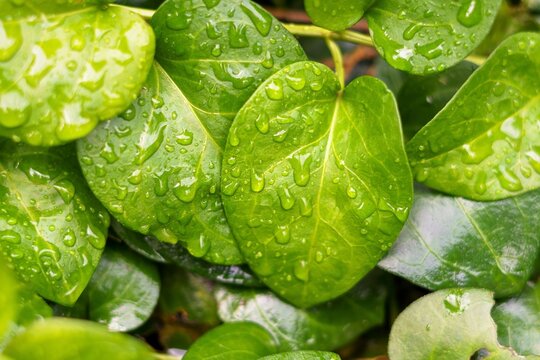Fresh green leaves with raindrops. Water drops or raindrops on leaves of green plants in the garden. Natural background. Rainy season.