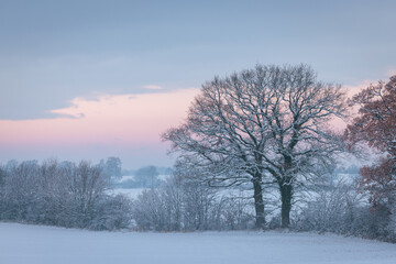 Pink and blue sunset over snowy field with line of bald trees in winter, Schleswig-Holstein, Northern Germany