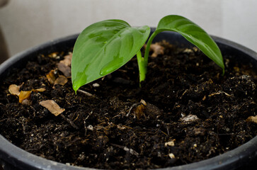 Selective focus of newly sprouting wet leaves of potted flower