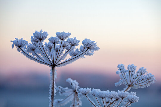 dill on a cold winter day as an ice flower