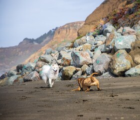 Fototapeta na wymiar dogs playing on the beach