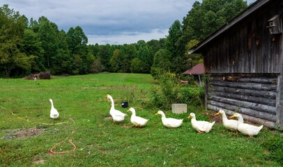 ducks on a farm