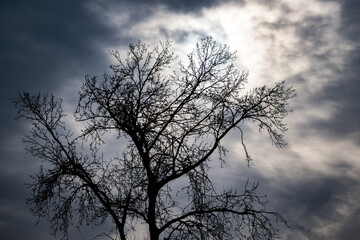 Großer Baum mit einer schönen Wolkenstimmung