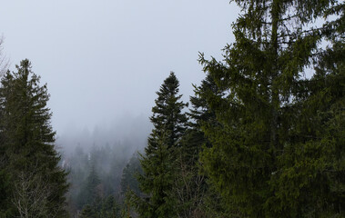 Pine trees in a foggy forest