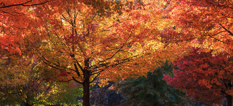 Fall foliage in Needham, Massachusetts, USA