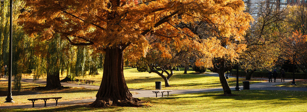 Boston Public Garden in the fall, Boston, Massachusetts, USA