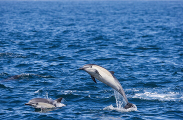 dolphin jumping out of water, pair of dolphins jumping