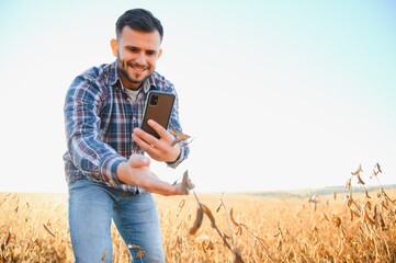 A farmer inspects a soybean field. The concept of the harvest